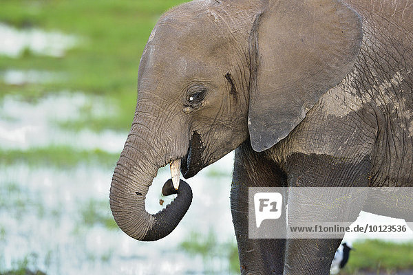 Junger Elefant (Loxodonta africana)  steht im Sumpf und frisst  Amboseli Nationalpark  Kenia  Afrika