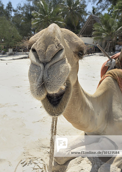 Dromedar (Camelus dromedarius)  Porträt  Diani Beach  Indischer Ozean  Ukunda  Mombasa  Kenia  Afrika