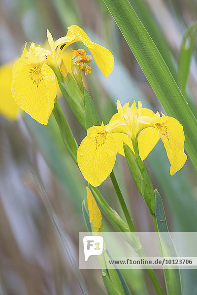 Gelbe Schwertlilie (Iris pseudacorus)  Hessen  Deutschland  Europa