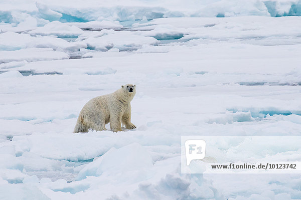 Eisbär (Ursus maritimus) auf Packeis,  Spitzbergen,  Norwegen,  Europa