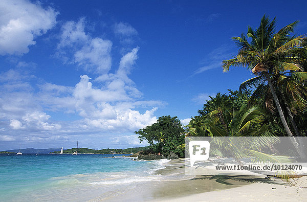 Palmenstrand  Solomon Bay  Insel St. John  Amerikanische Jungferninseln  Karibik  Nordamerika