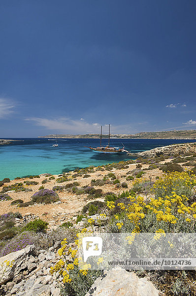 Blue Lagoon of Comino  Malta  Europe