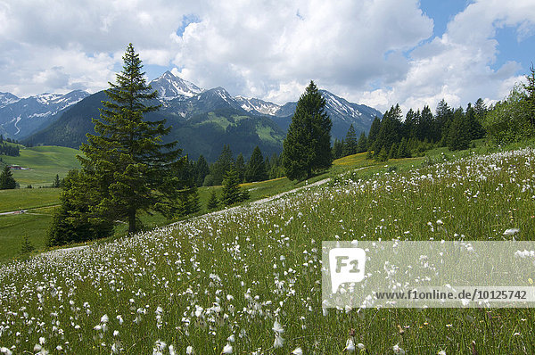 Wollgrasflöckchen  Blumenwiese im Tannheimer Tal  Allgäu  Tirol  Österreich  Europa