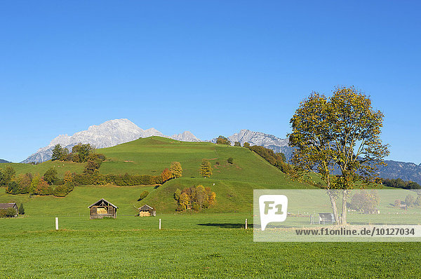 Blick über Weiden bei Saalfelden auf die Leoganger Steinberge im Pinzgau im Salzburger Land  Österreich  Europa
