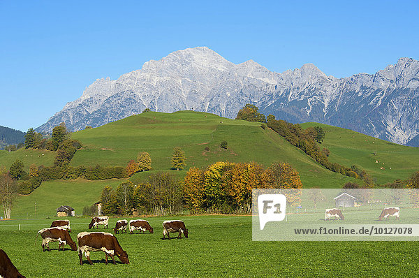 Blick über Weiden bei Saalfelden auf die Leoganger Steinberge im Pinzgau im Salzburger Land  Österreich  Europa