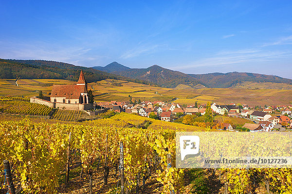 Herbstliche Weinberge rund um die Kirche von Hunawihr  Elsass  Frankreich  Europa