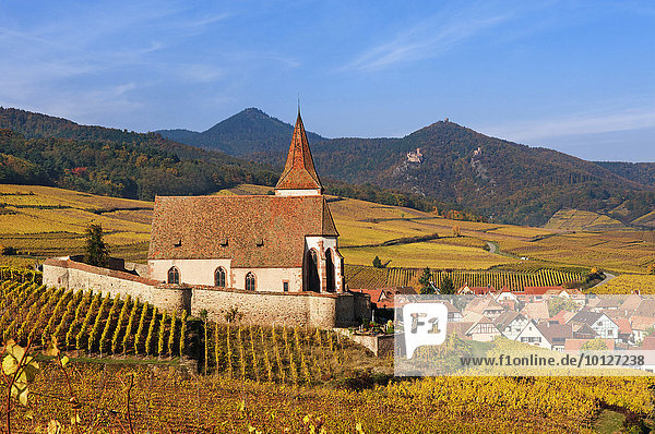 Herbstliche Weinberge rund um die Kirche von Hunawihr  Elsass  Frankreich  Europa