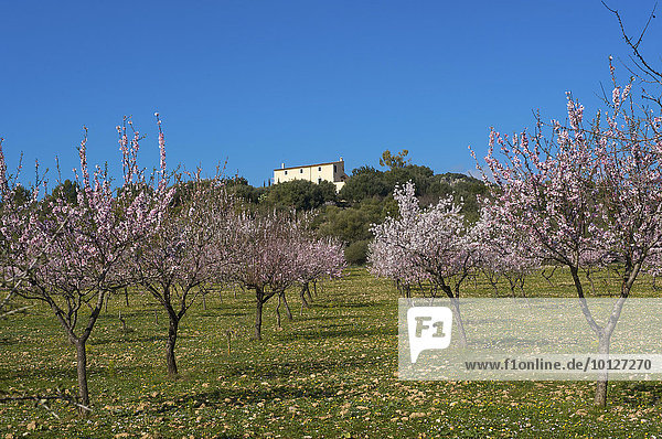 Blühende Mandelbaumplantage bei Alaro  Tramuntana auf Mallorca  Balearen  Spanien  Europa