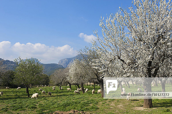 Mandelbaumplantage  Serra Tramuntana auf Mallorca  Balearen  Spanien  Europa