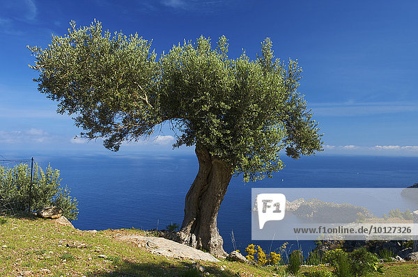 Olivenbaum (Olea europaea) auf dem Landgut Miramar und Landzunge Sa Foradada bei Valldemossa  Mallorca  Balearen  Spanien  Europa