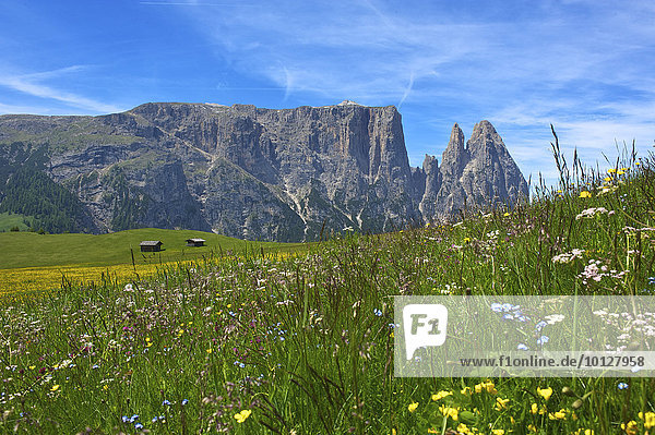 Blühende Almwiesen auf der Seiser Alm mit Schlern  Seiser Alm  Dolomiten  Provinz Südtirol  Trentino-Südtirol  Italien  Europa