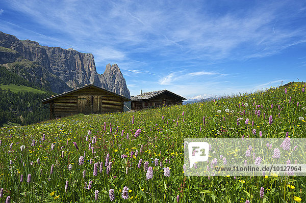 Almwiese mit blühendem Wiesenknöterich (Bistorta officinalis)  Schlern  Seiser Alm  Dolomiten  Provinz Südtirol  Trentino-Südtirol  Italien  Europa