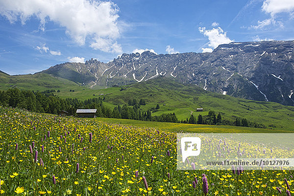 Blühende Almwiesen  hinten Denti di Terra Rossa  Seiser Alm  Dolomiten  Provinz Südtirol  Trentino-Südtirol  Italien  Europa