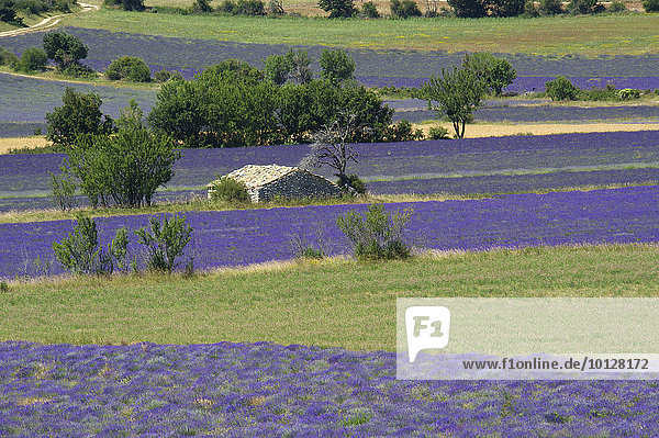 Borie oder Steinhütte  im Lavendelfeld  Sault  Provence  Region Provence-Alpes-Côte d?Azur  Frankreich  Europa