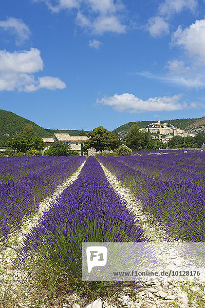 Lavendelfeld und Ortsansicht  Banon  Provence  Region Provence-Alpes-Côte d?Azur  Frankreich  Europa
