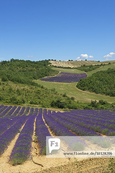 Landschaft mit Lavendelfeldern Provence Region Provence-Alpes-Côte d?Azur Frankreich Europa