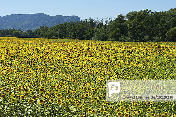 Sonnenblumenfeld  Provence  Region Provence-Alpes-Côte d?Azur  Frankreich  Europa