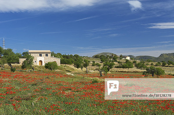 Blühende Mohnwiese  Manacor  Mallorca  Balearen  Spanien  Europa