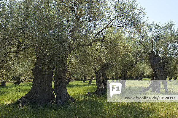 Alte Olivenbäume (Olea europaea),  Mallorca,  Balearen,  Spanien,  Europa