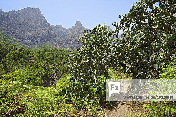 Vegetation im Parque Nacional de la Caldera de Taburiente  La Palma  Kanarische Inseln  Spanien  Europa