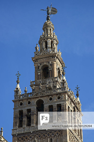 La Giralda  der Glockenturm der Kathedrale von Sevilla  Sevilla  Andalusien  Spanien  Europa