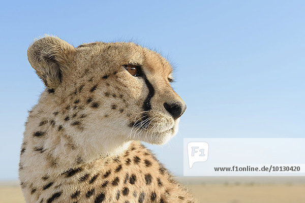Gepard (Acinonyx jubatus)  weiblich  Porträt  vor blauem Himmel  Masai Mara  Kenia  Afrika