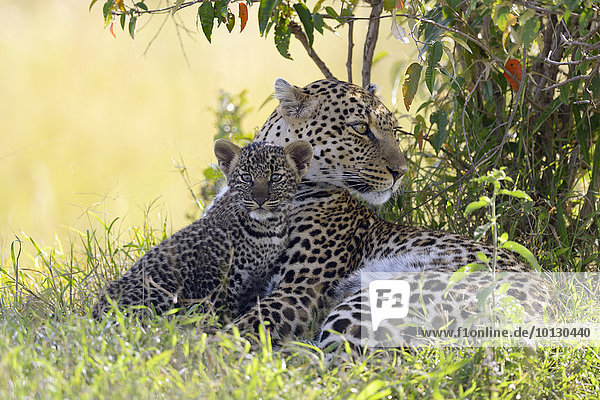 Leopard (Panthera pardus)  weiblich  mit ihrem Jungen  liegt unter Gebüsch  schaut aufmerksam  Masai Mara  Kenia  Afrika