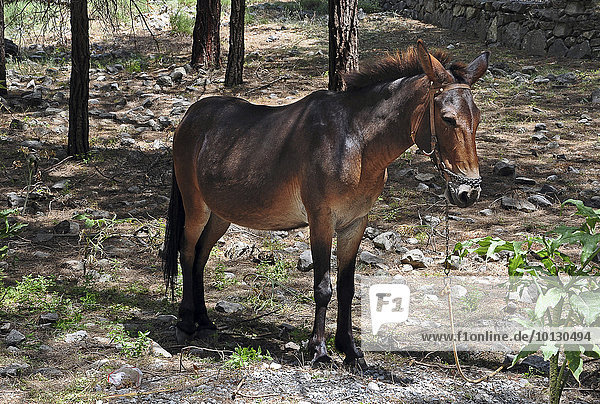 Esel  Samaria-Schlucht Nationalpark  Kreta  Griechenland  Europa