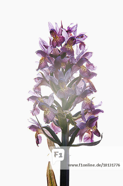 Purple flowers  studio shot