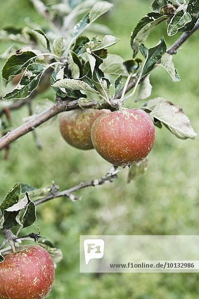 Apples on tree  close-up