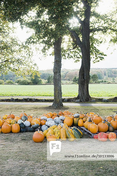 Pumpkins under trees