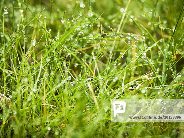 heraustropfen tropfen undicht Regen Gras