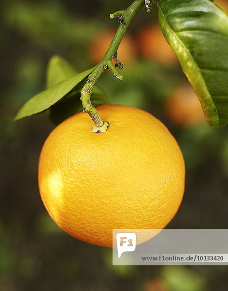 Close-up Mandarine