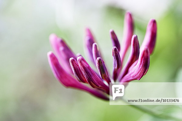 Blume Close-up pink
