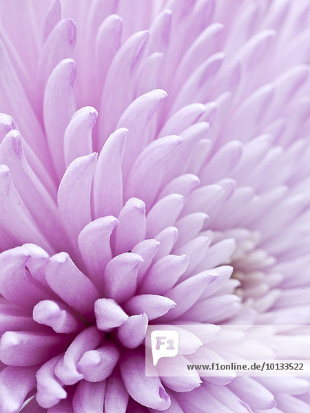 Blume Close-up pink