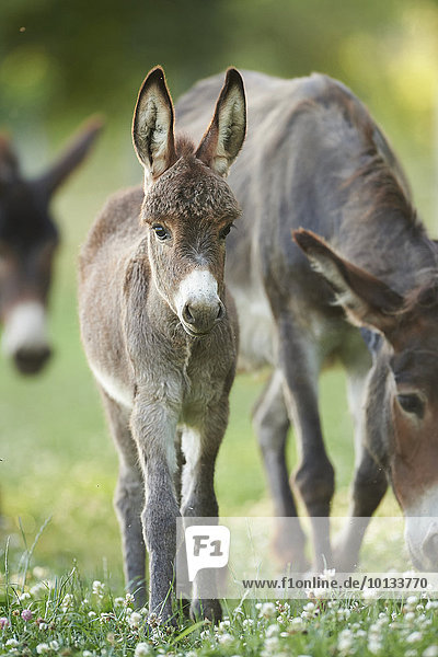 Donkeys on a meadow  Upper Palatinate  Bavaria  Germany  Europe