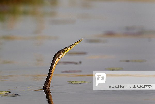 Schlangenhalsvogel Anhinga anhinga Boot Fluss fotografieren schwimmen Botswana Chobe Nationalpark