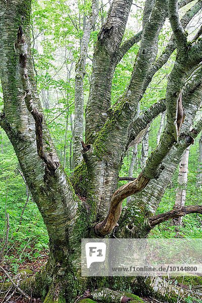 Vereinigte Staaten von Amerika USA Berg Baum weiß Birke Hampshire neu