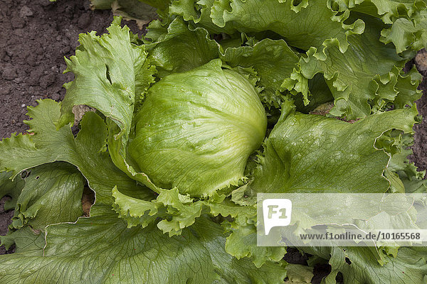 Iceberg lettuce (Lactuca sativa) in a vegetable patch