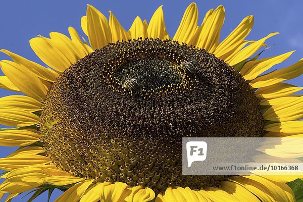 Sonnenblume (Helianthus annuus)  Bienen sammeln Nektar  Bayern  Deutschland  Europa
