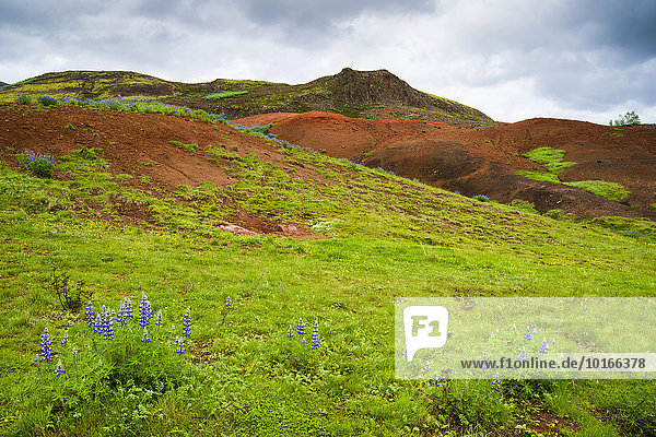 Lupinen  grünes Gras und ockerfarbene Hügel im Geothermalgebiet Haukadalur  Island  Europa