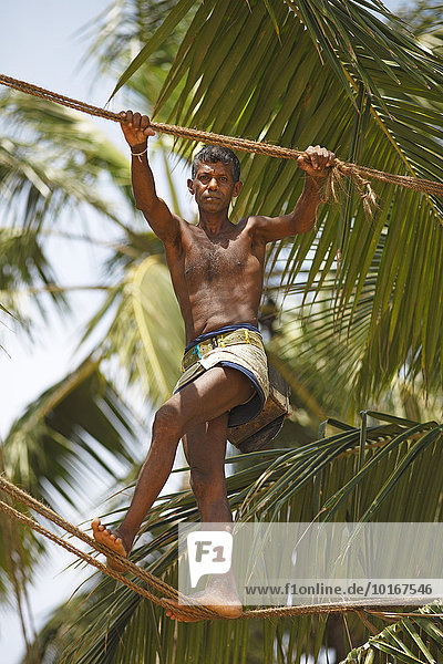 Toddy Tapper balancing on rope between coconut trees and collecting palm juice  Wadduwa  Western Province  Ceylon  Sri Lanka  Asia