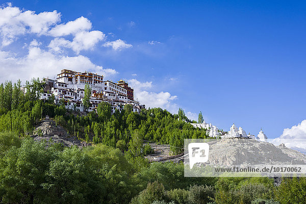 Matho-Kloster  Matho Gompa auf einem Hügel hoch über dem Indus-Tal  umgeben von Bäumen und Chörten  Matho  Jammu und Kaschmir  Indien  Asien