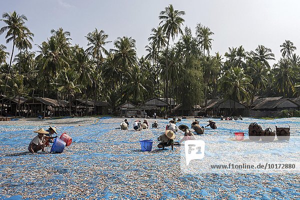 Zum Trocknen ausgebreitete Fische auf blauen Netzen am Strand des Fischerdorfes Ngapali  einheimische Frauen mit Strohhüten sortieren Fische in Körbe  hinten Holzhäuser der Fischer  Thandwe  Rakhine-Staat  Myanmar  Asien