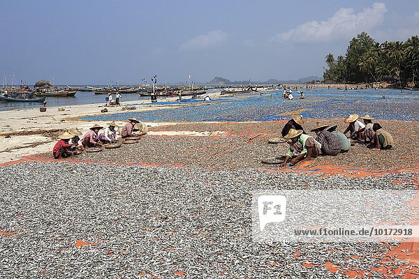 Einheimische Frauen mit Strohhüten sortieren zum Trocknen ausgelegte Fische in Bambusschalen  hinten Fischerboote im Meer  am Strand des Fischerdorfes Ngapali  Thandwe  Rakhine-Staat  Myanmar  Asien