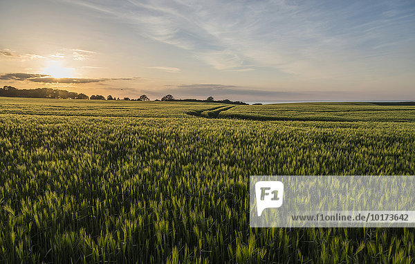 Getreidefelder am Abend  hinten Ostsee  bei  Bad Boltenhagen  Mecklenburg-Vorpommern  Deutschland  Europa