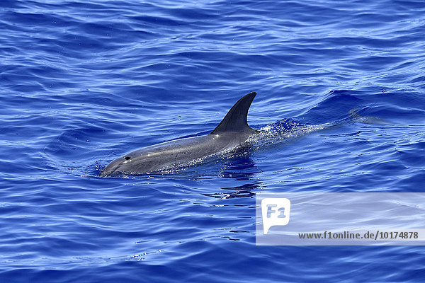 Zügeldelfin (Stenella frontalis)  auch Atlantischer Fleckendelfin  schwimmt im Atlantik  Funchal  Madeira  Portugal  Europa