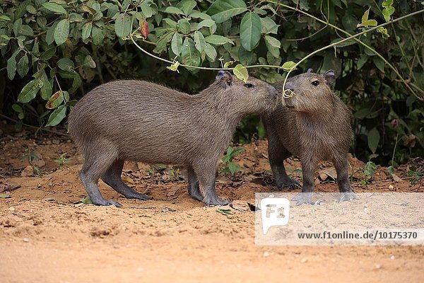 Capybara  Wasserschwein (Hydrochoerus hydrochaeris)  Jungtiere  an Land  beschnuppern sich  Pantanal  Mato Grosso  Brasilien  Südamerika