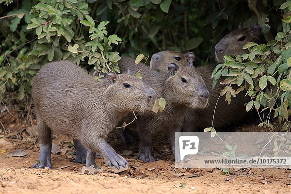Capybara  Wasserschwein (Hydrochoerus hydrochaeris)  Jungtiere  an Land  Pantanal  Mato Grosso  Brasilien  Südamerika