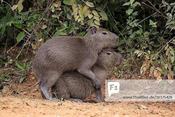 Capybara  Wasserschwein (Hydrochoerus hydrochaeris)  Jungtiere  an Land  Sozialverhalten  spielend  Pantanal  Mato Grosso  Brasilien  Südamerika